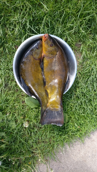 Tench