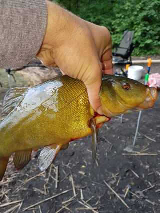 Tench