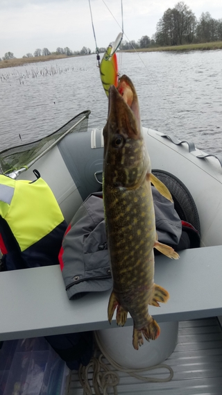 Northern Pike