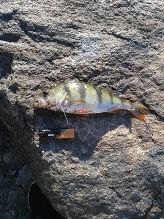 Eurasian perch