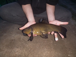 Tench