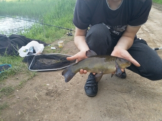 Tench