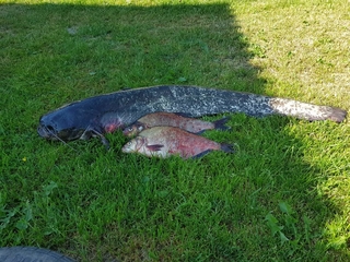 Wels catfish