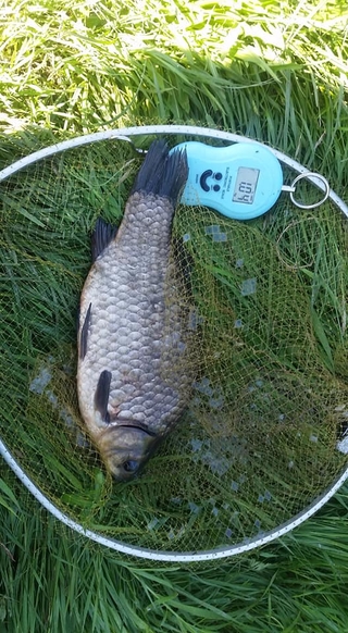 Prussian carp