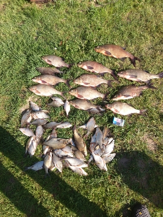 Carp bream