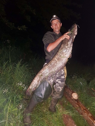 Wels catfish