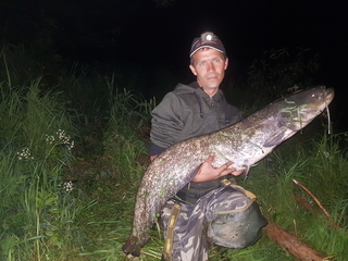 Wels catfish