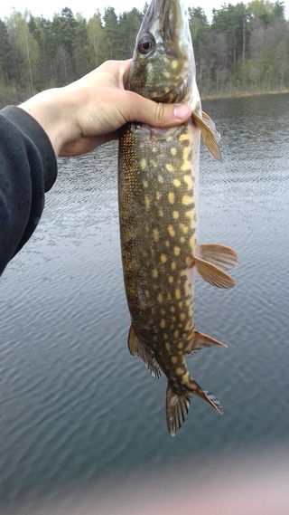 Northern Pike