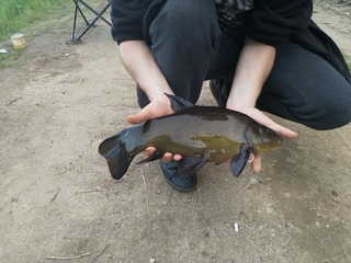 Tench