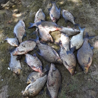 Carp bream