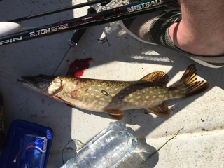 Northern Pike