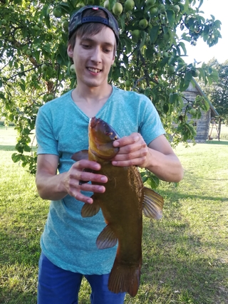 Tench