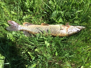 Northern Pike