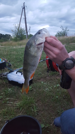 Eurasian perch