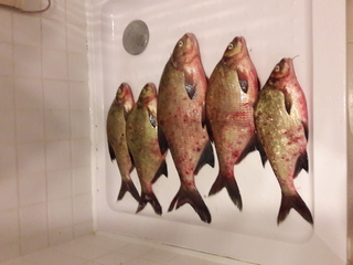 Carp bream