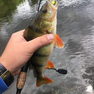 Eurasian perch