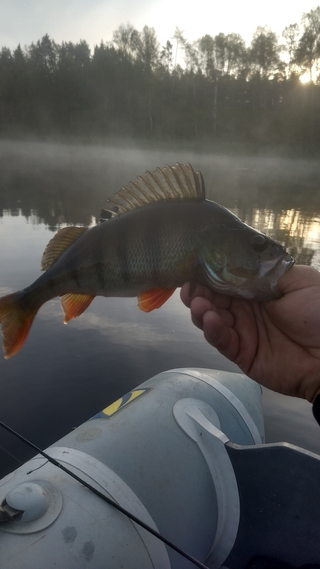 Eurasian perch