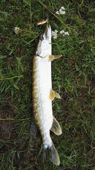 Northern Pike