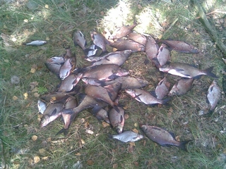 Carp bream