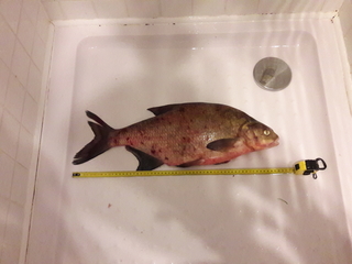 Carp bream