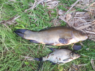 Tench