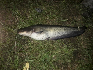 Suckermouth catfish or common pleco