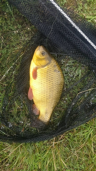 Crucian carp