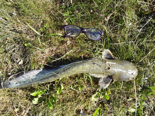 Wels catfish