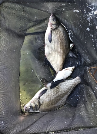 Carp bream