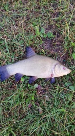 Tench