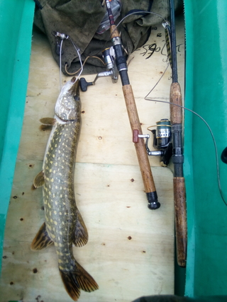 Northern Pike