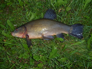 Tench