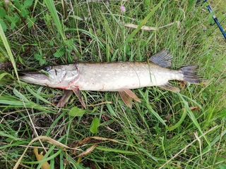 Northern Pike