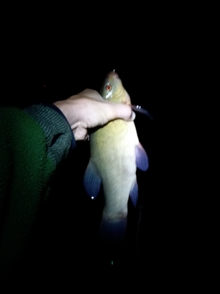 Tench
