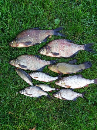 Carp bream