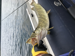Northern Pike