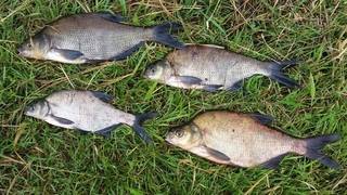 Carp bream