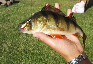 Eurasian perch