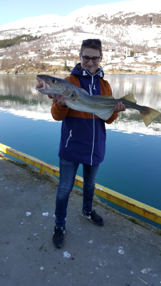 Atlantic cod