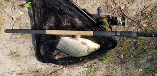 Crucian carp
