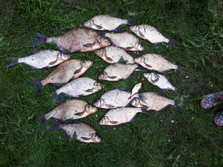 Carp bream