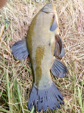 Tench