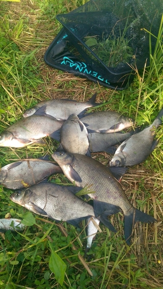 Carp bream
