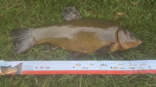 Tench