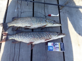 Northern Pike