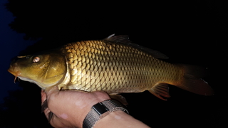 Carp