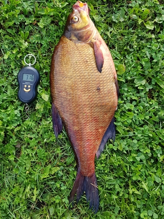 Carp bream