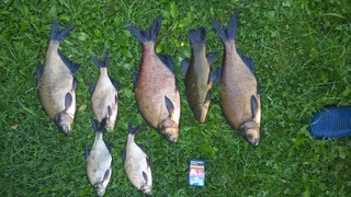 Carp bream