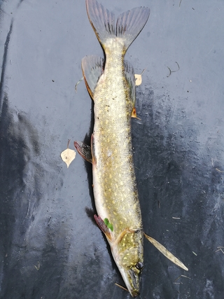 Northern Pike