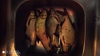 Carp bream